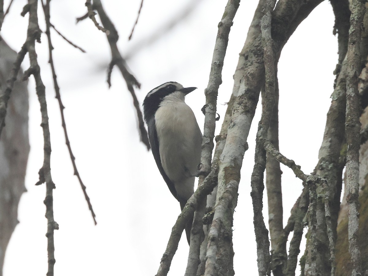 Gray-green Bushshrike - Myles McNally