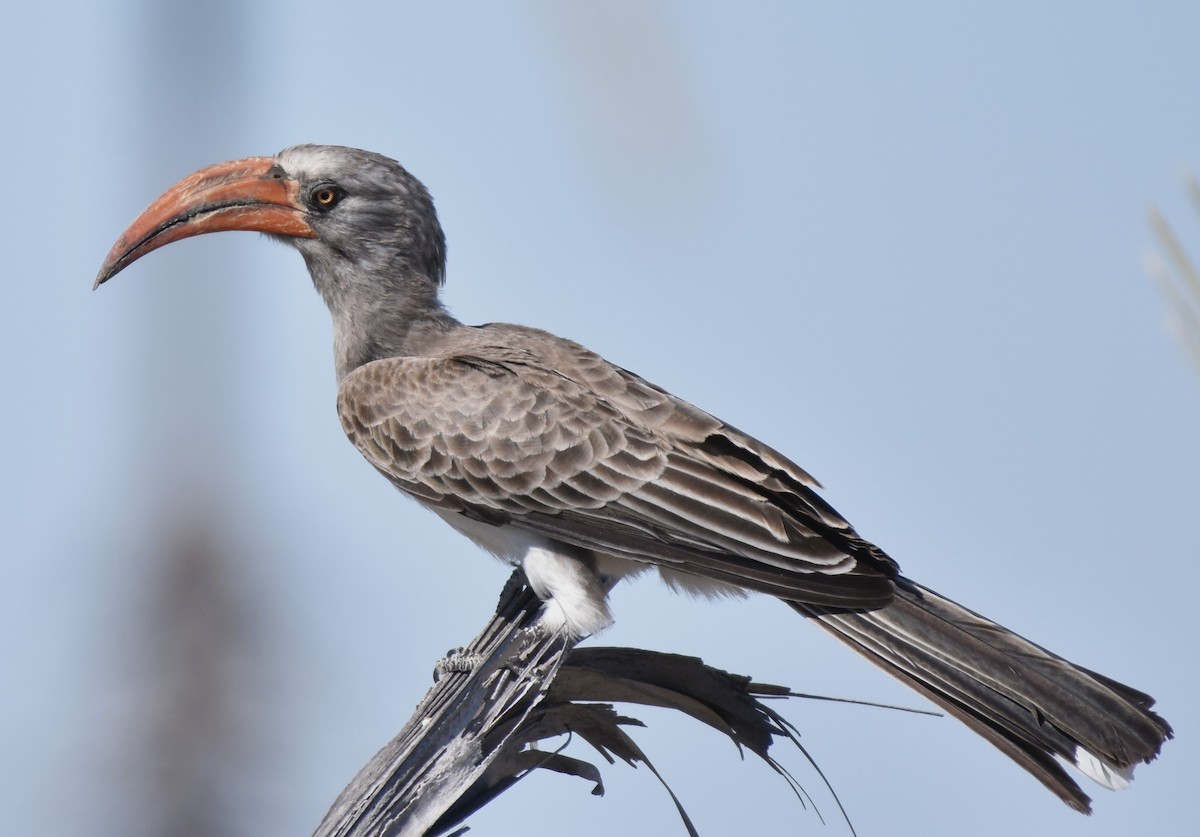 Bradfield's Hornbill - ML621519391