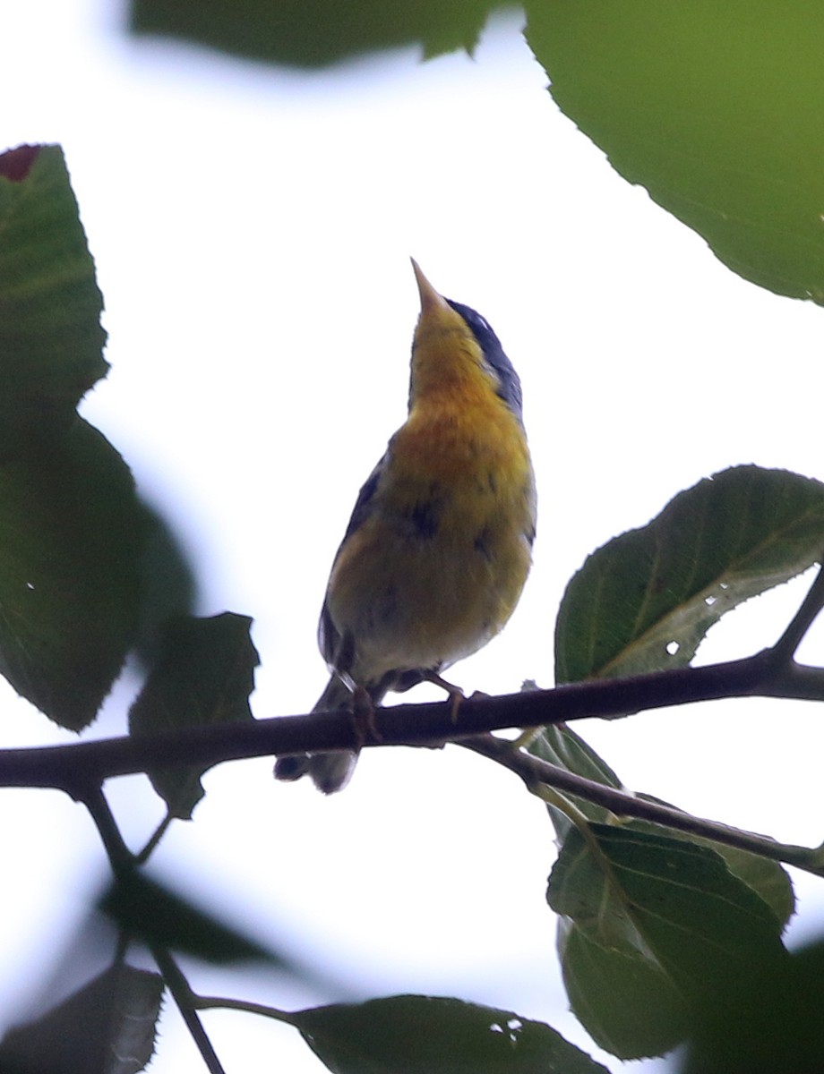Tropical Parula - ML621519461