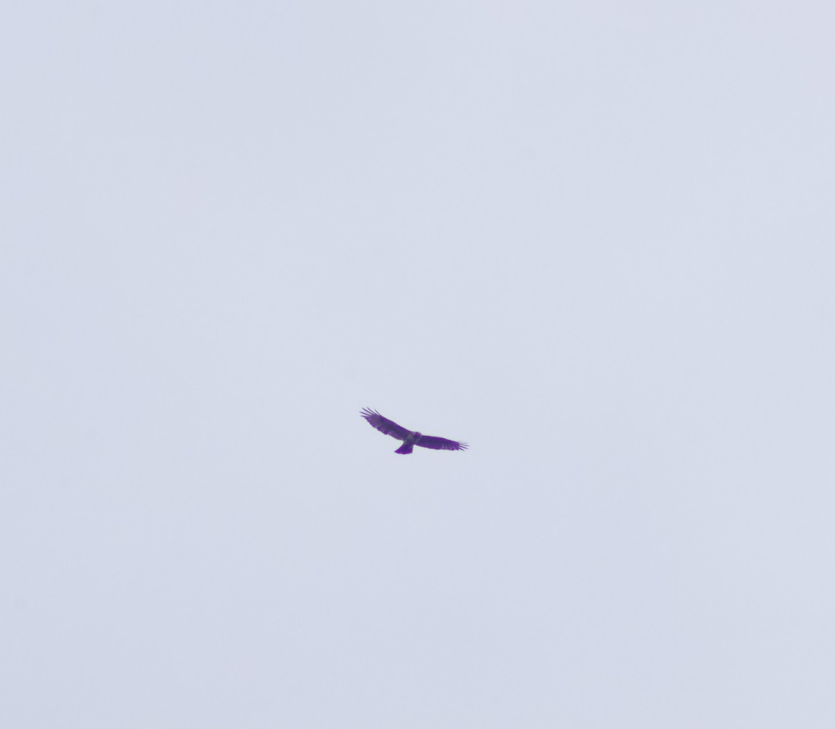 Broad-winged Hawk - ML621519463