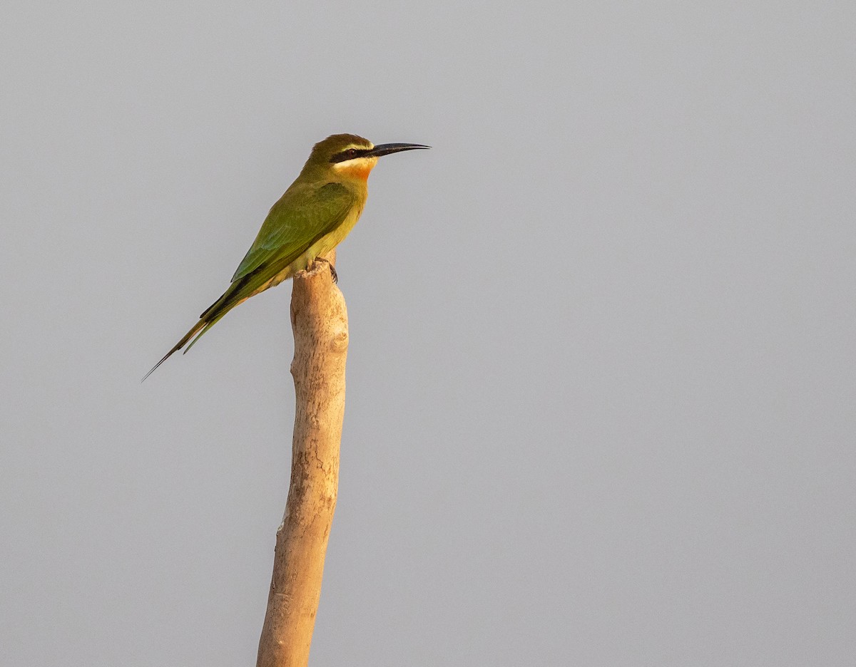 Madagascar Bee-eater - ML621519468