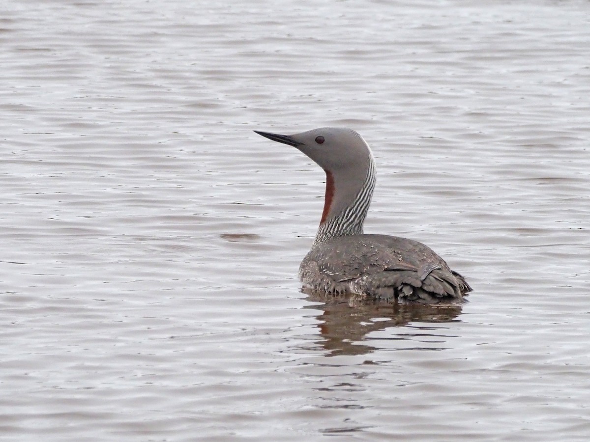 Red-throated Loon - ML621519470
