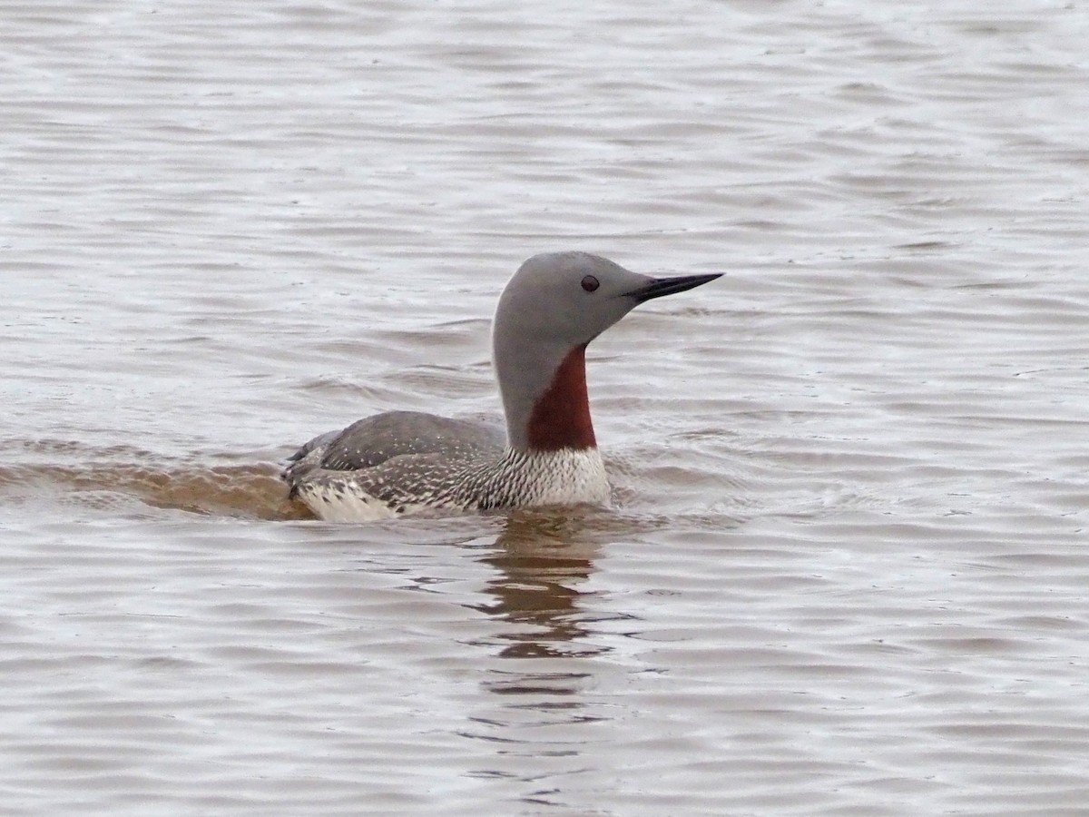 Red-throated Loon - ML621519471