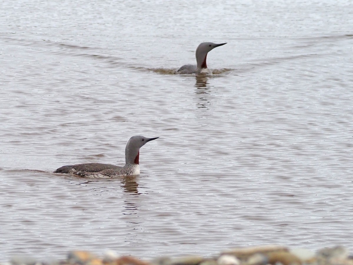Red-throated Loon - ML621519473
