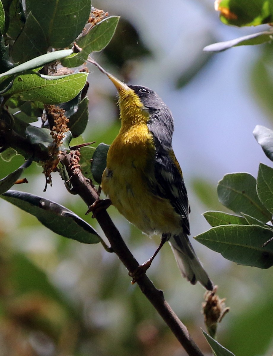 Tropical Parula - ML621519484