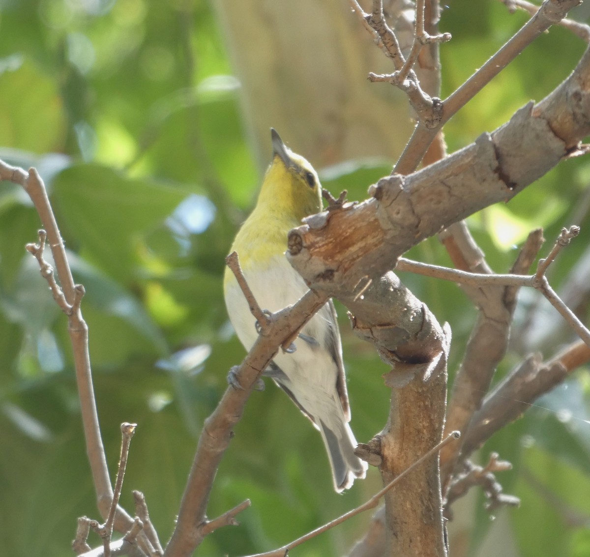 Yellow-throated Vireo - ML621519487