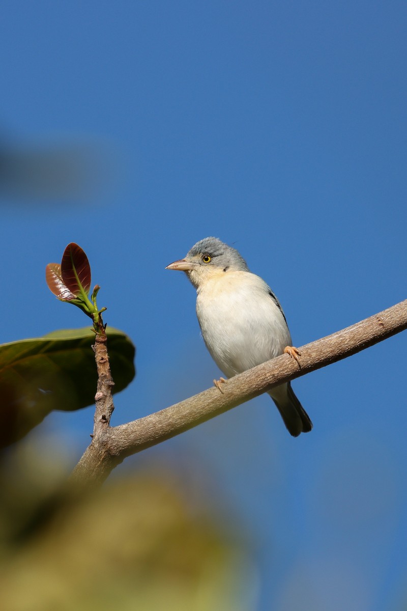 Hooded Tanager - ML621519502