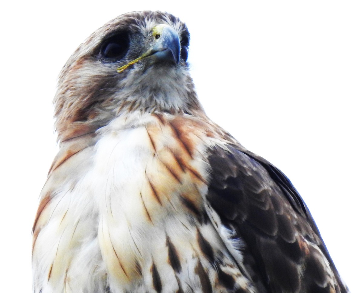 Red-tailed Hawk - ML621519528
