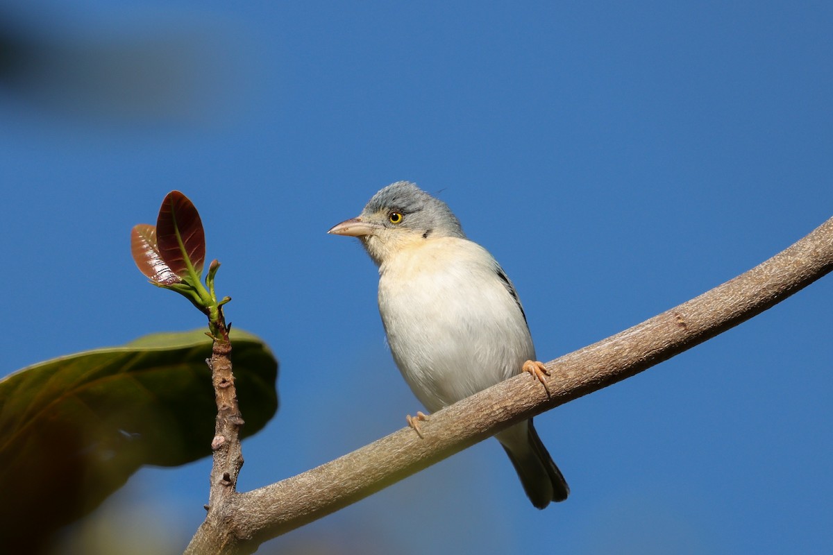 Hooded Tanager - ML621519536