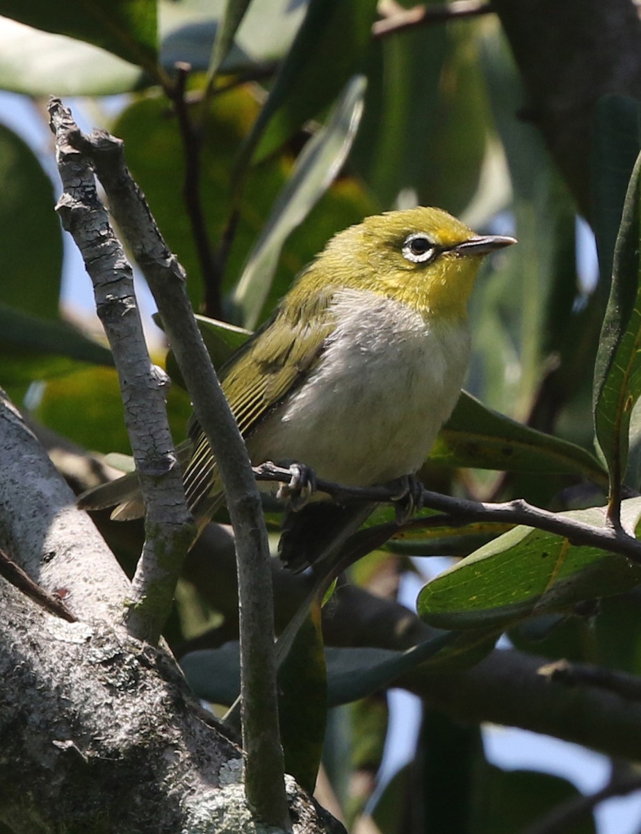 Swinhoe's White-eye - ML621519602