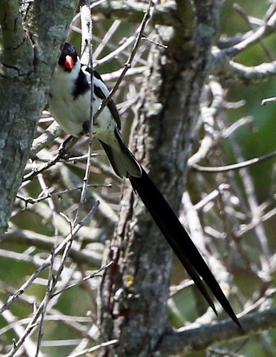 Pin-tailed Whydah - ML621519629