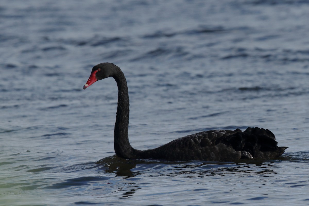Black Swan - ML621519661