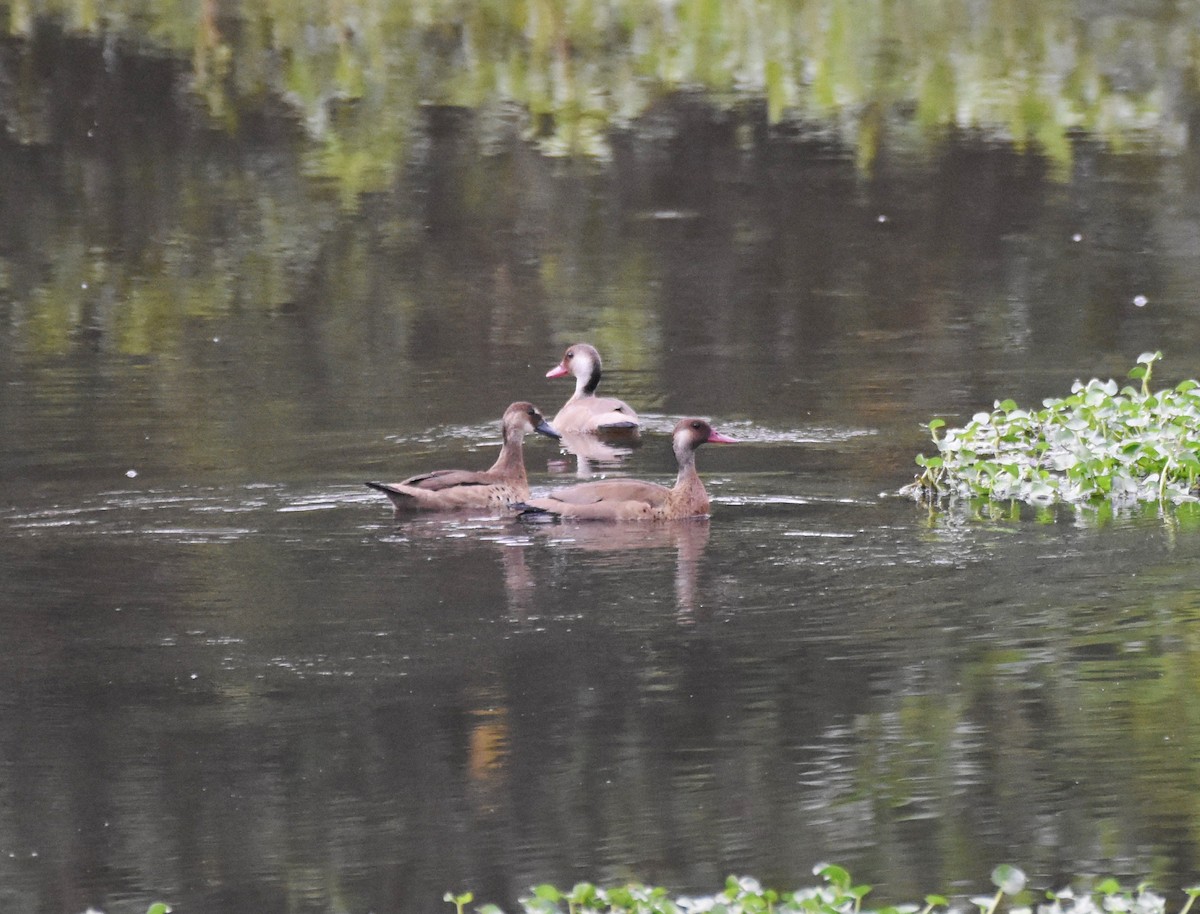 brasiland - ML621519678