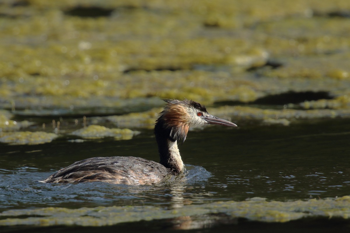 Great Crested Grebe - ML621519690