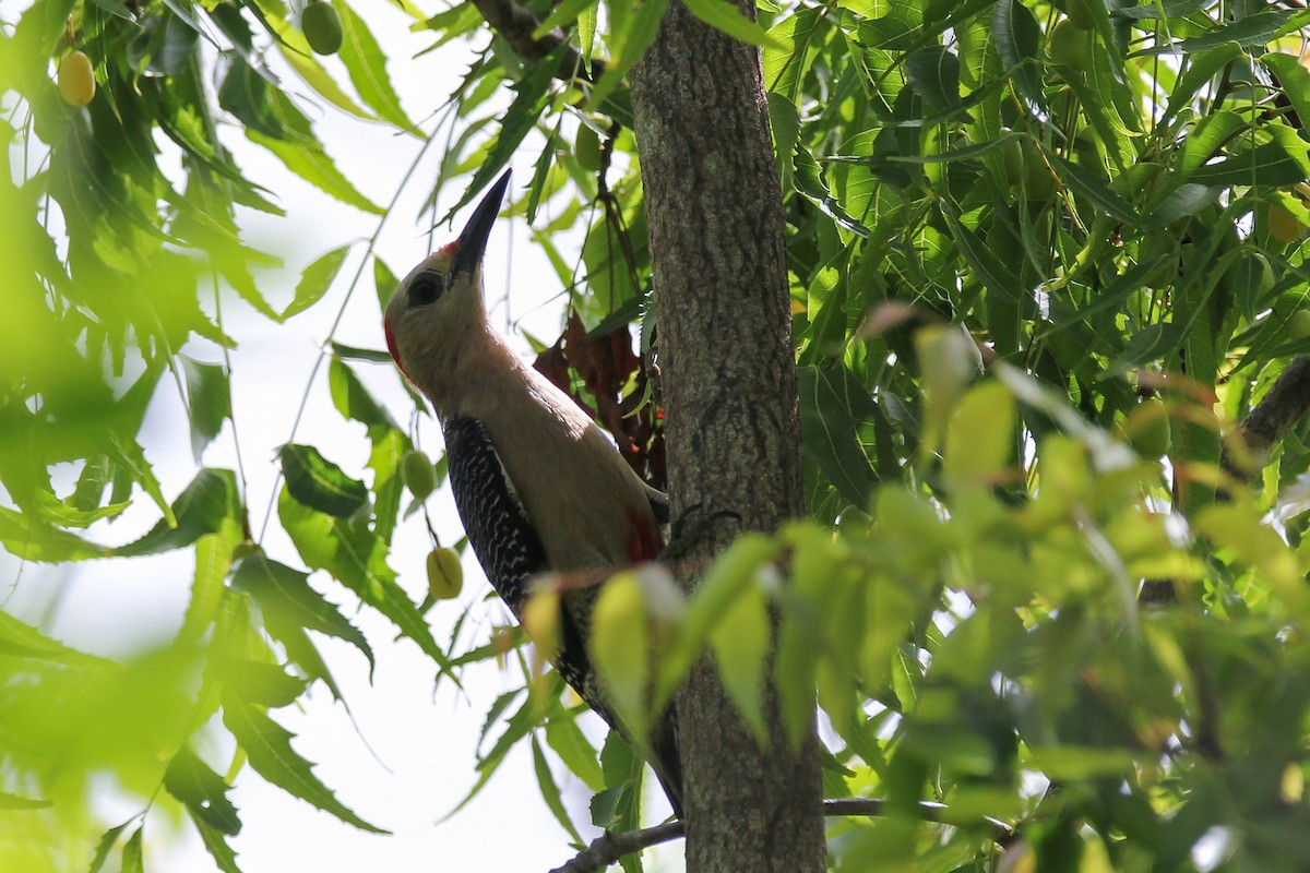Golden-fronted Woodpecker - ML621519692
