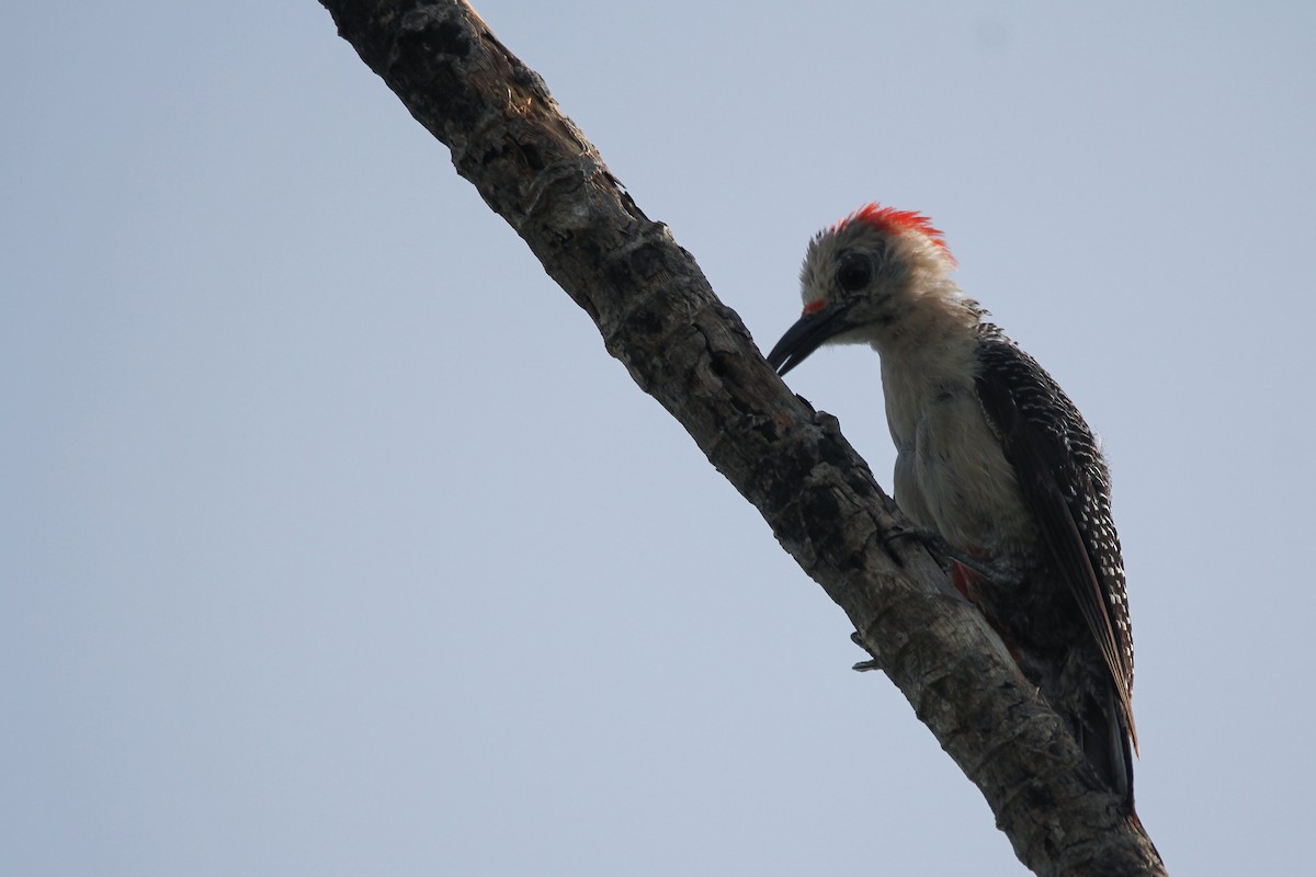 Golden-fronted Woodpecker - ML621519693