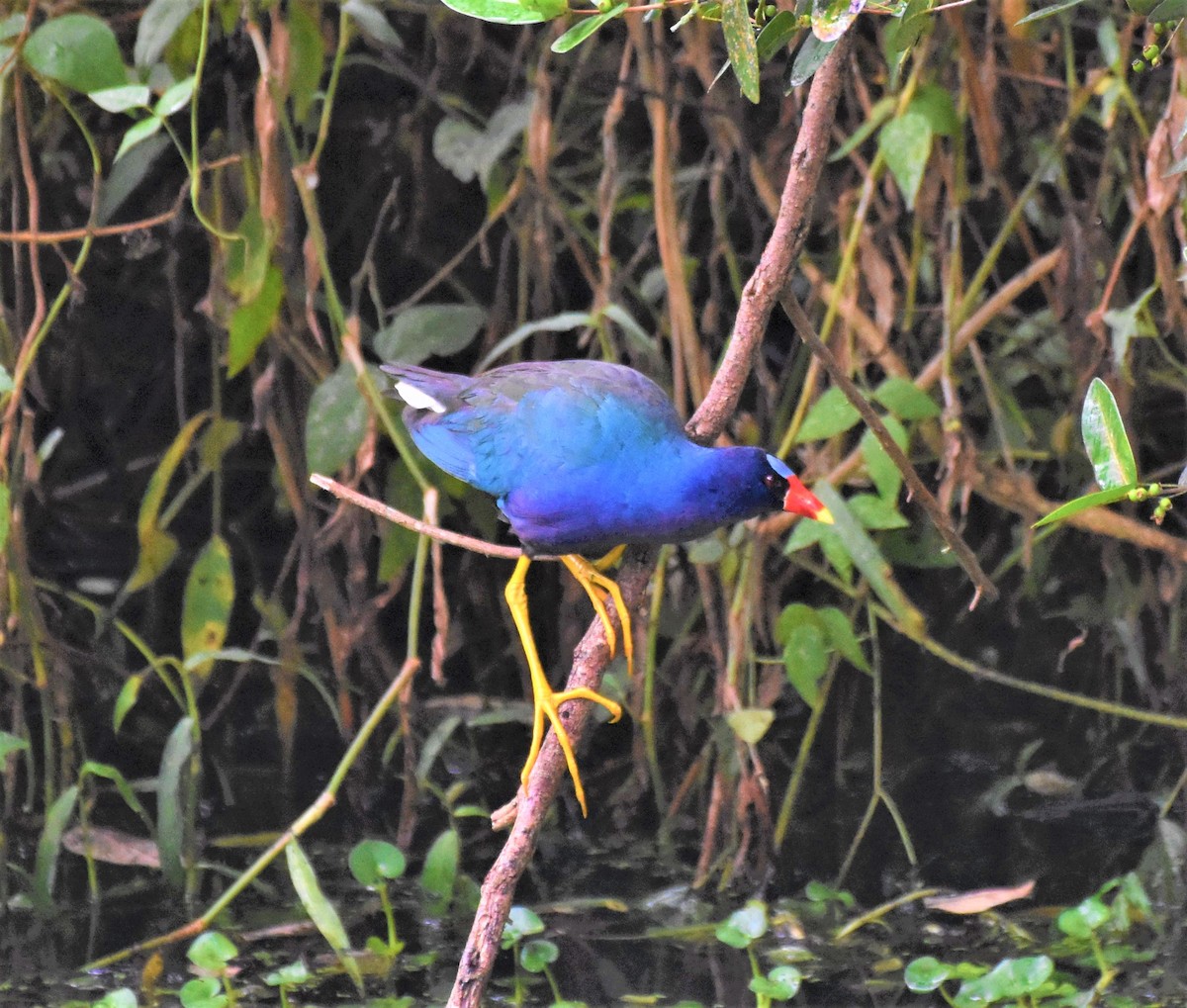 amerikapurpurhøne - ML621519700
