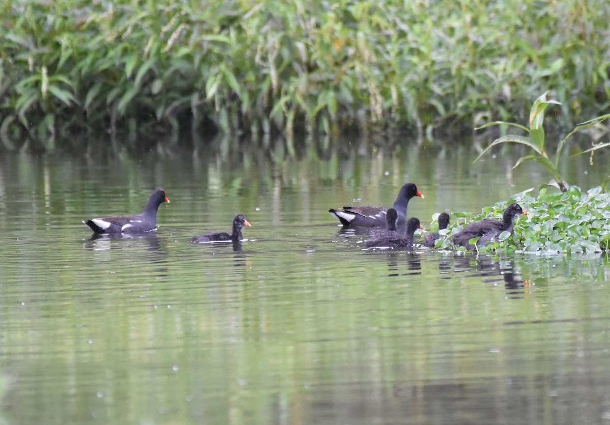 amerikasivhøne - ML621519757