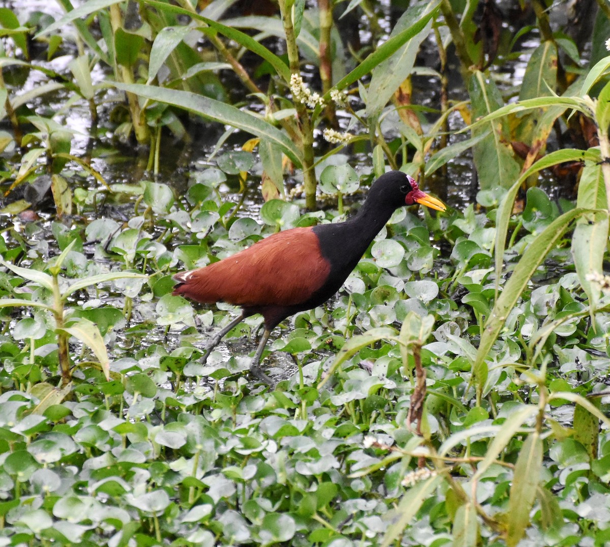 rødflikbladhøne - ML621519773