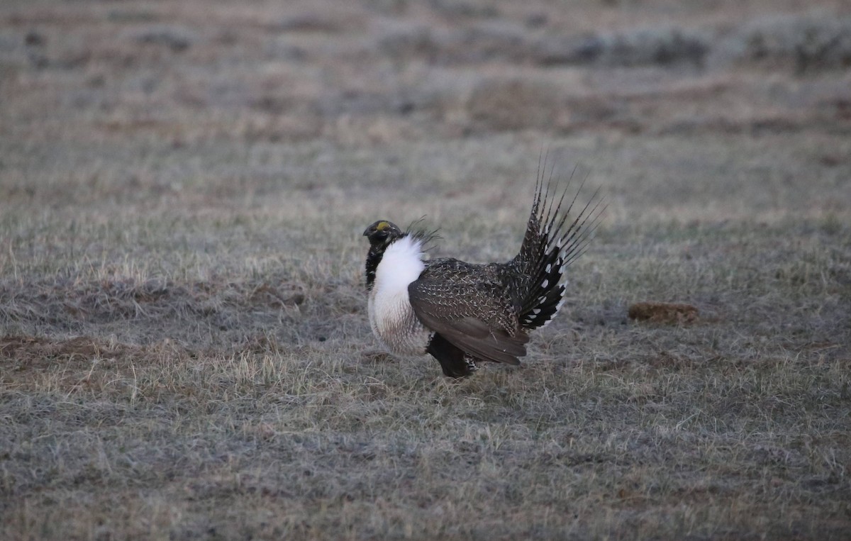 Greater Sage-Grouse - ML621519781