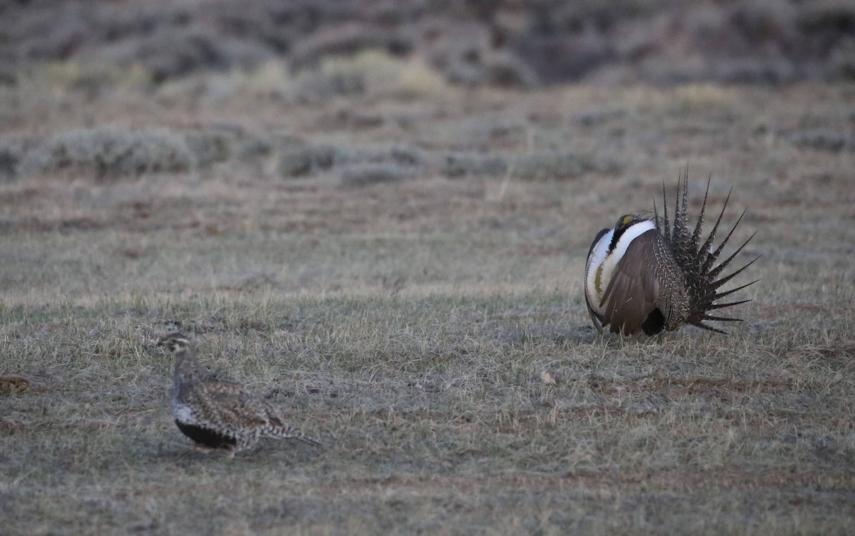 Greater Sage-Grouse - ML621519782