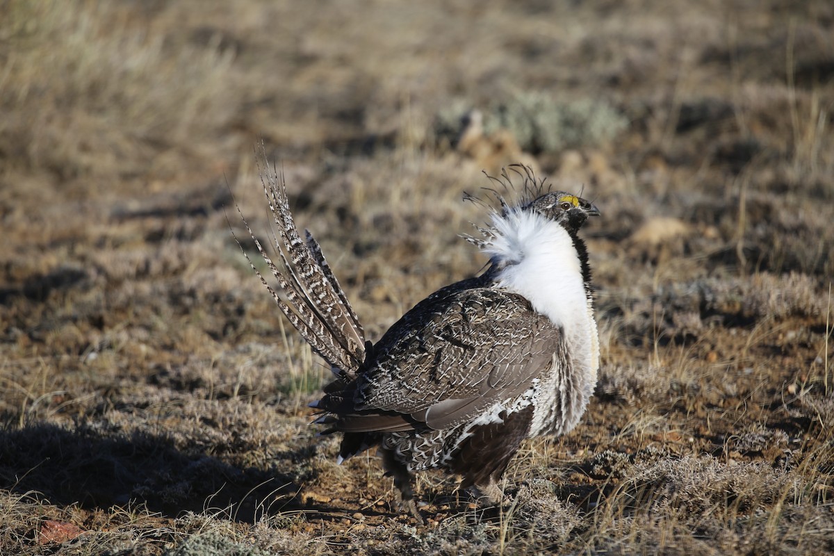 Greater Sage-Grouse - ML621519783