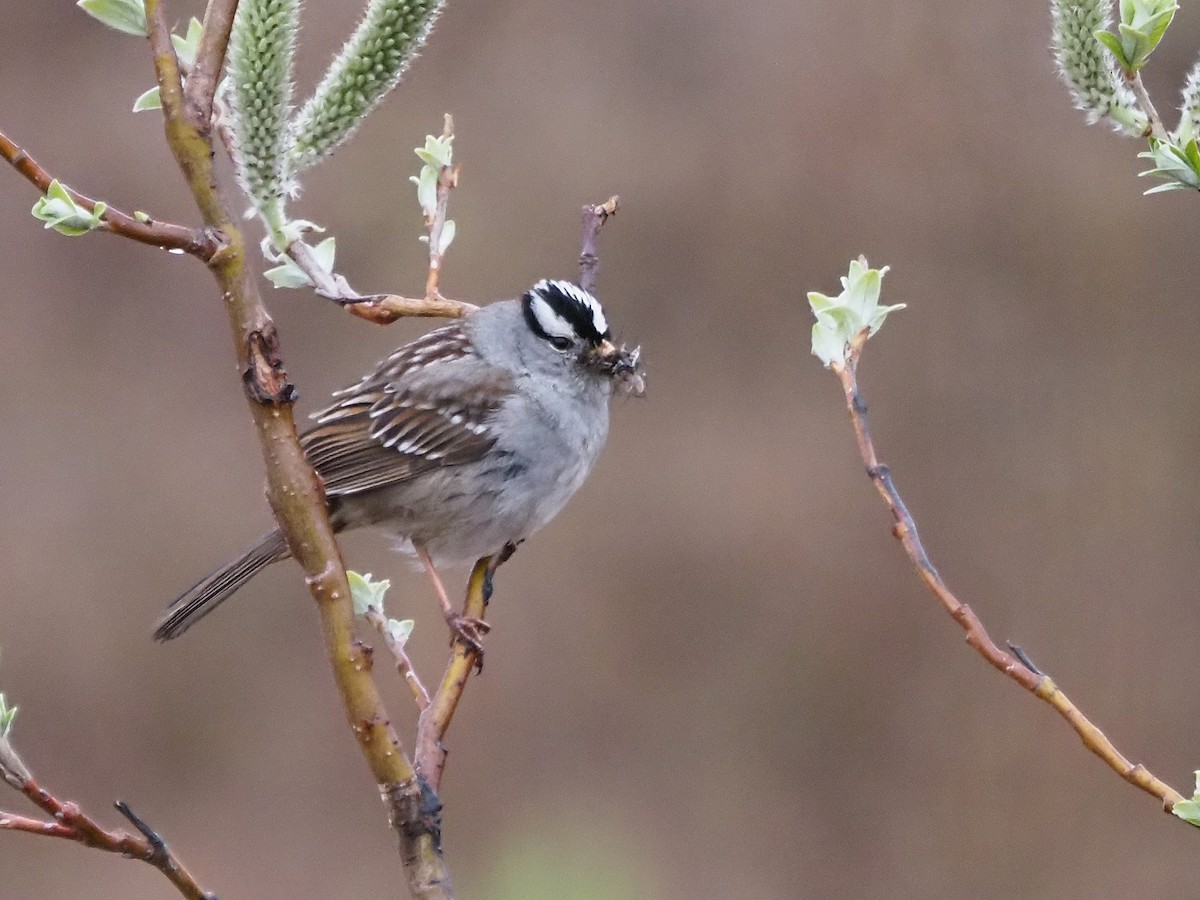 White-crowned Sparrow - ML621519806