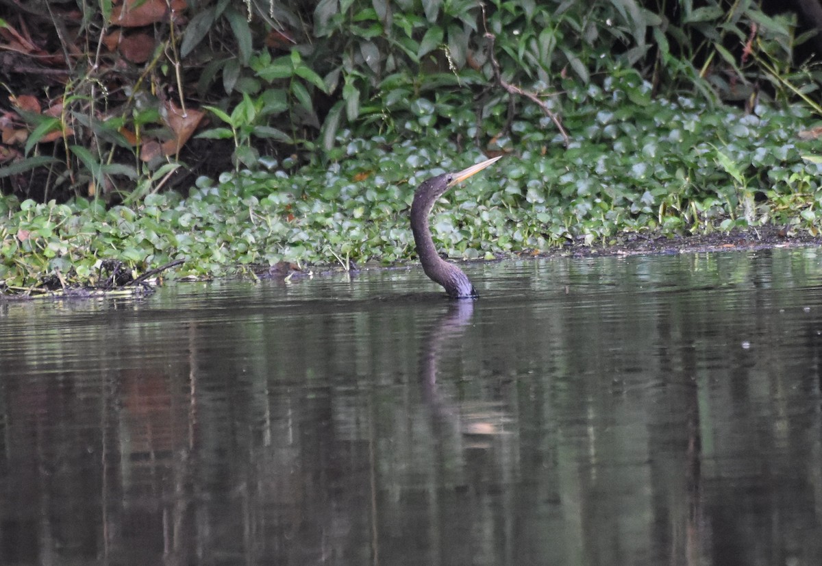 amerikaslangehals - ML621519851