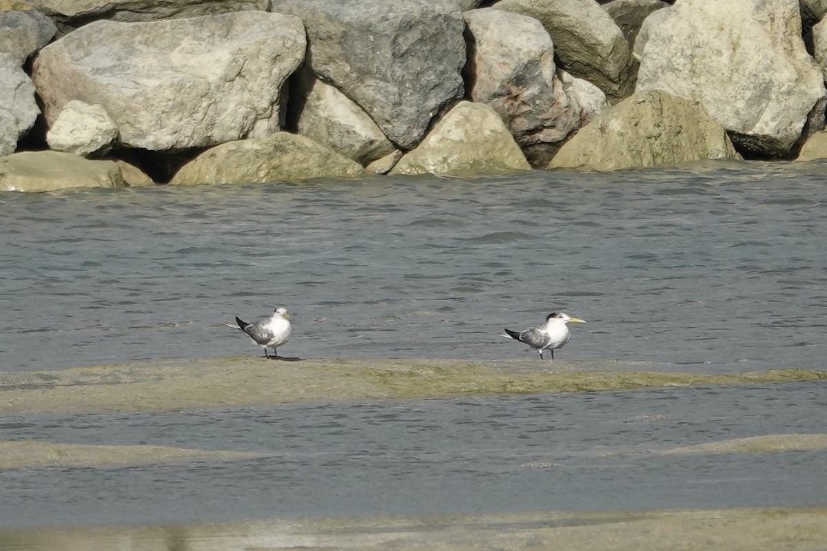 Great Crested Tern - ML621519867