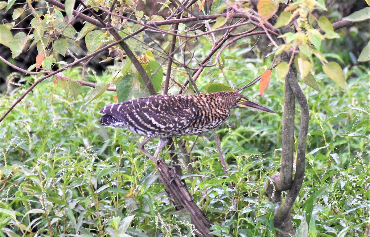 rusttigerhegre - ML621519886