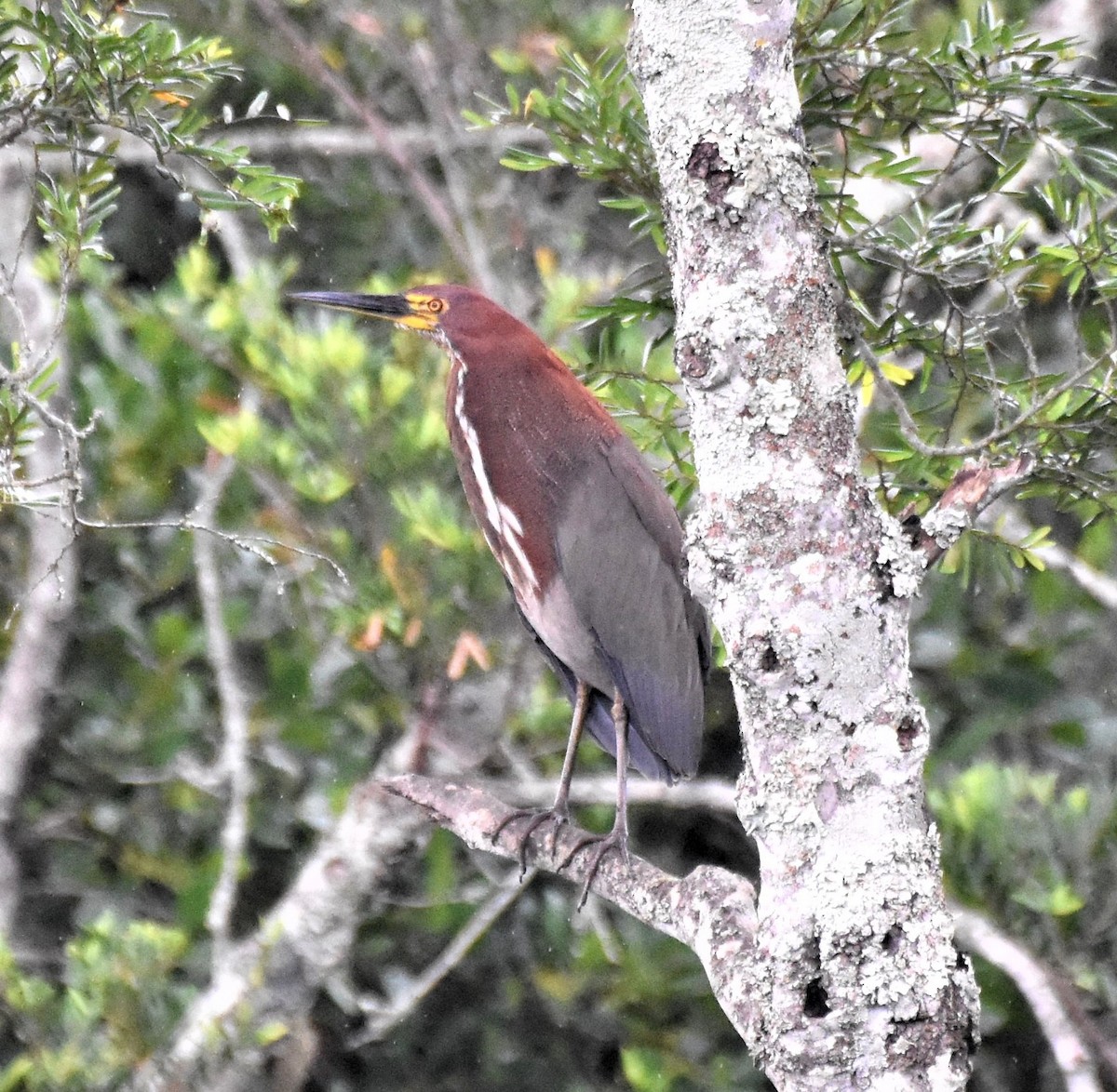 rusttigerhegre - ML621519896