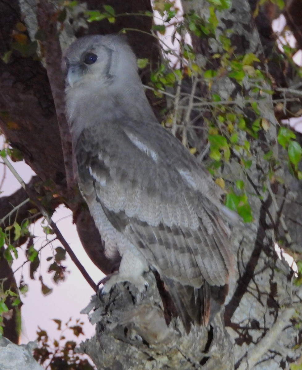Verreaux's Eagle-Owl - ML621519932