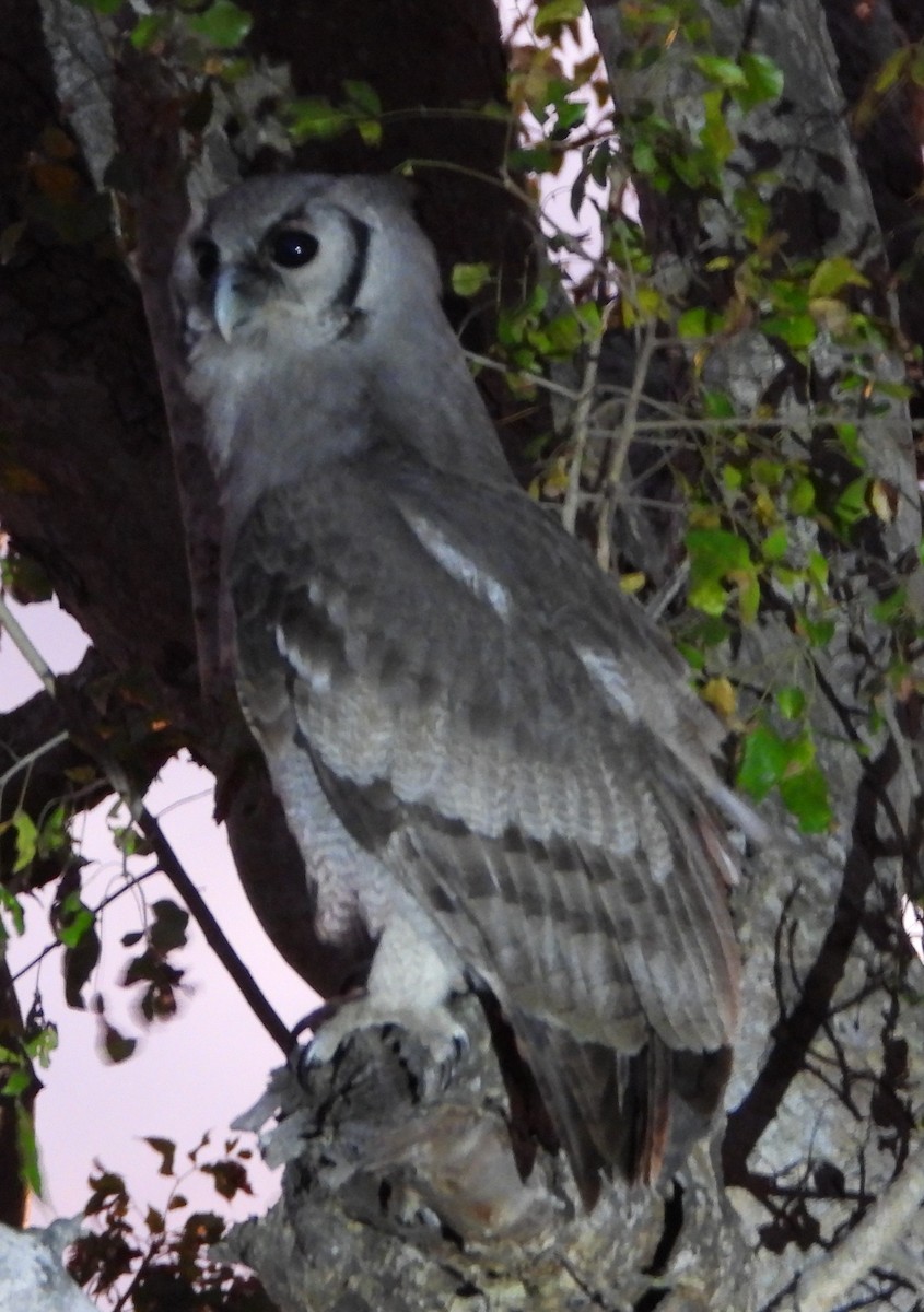 Verreaux's Eagle-Owl - ML621519934