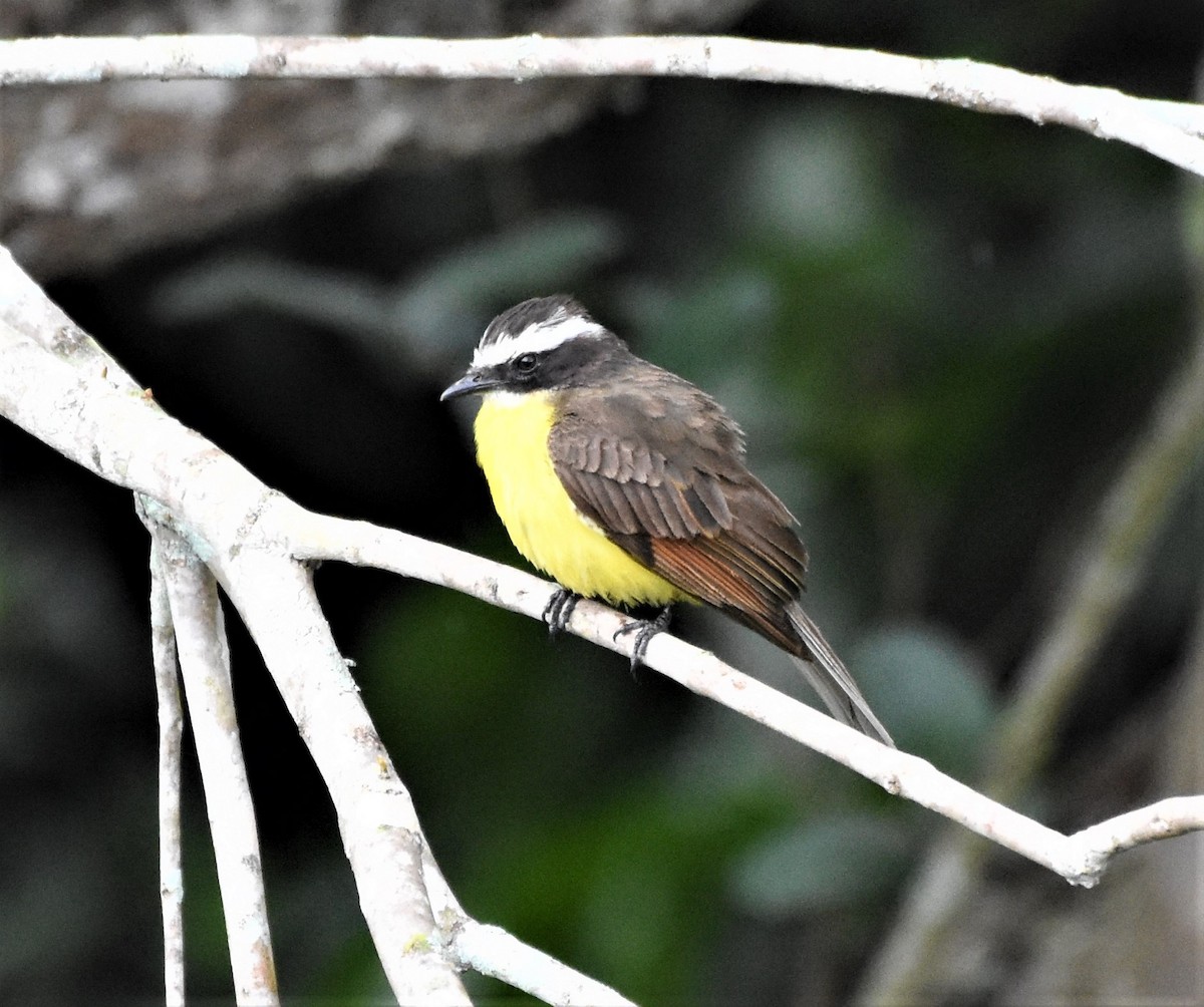 rustvingetyrann - ML621519935