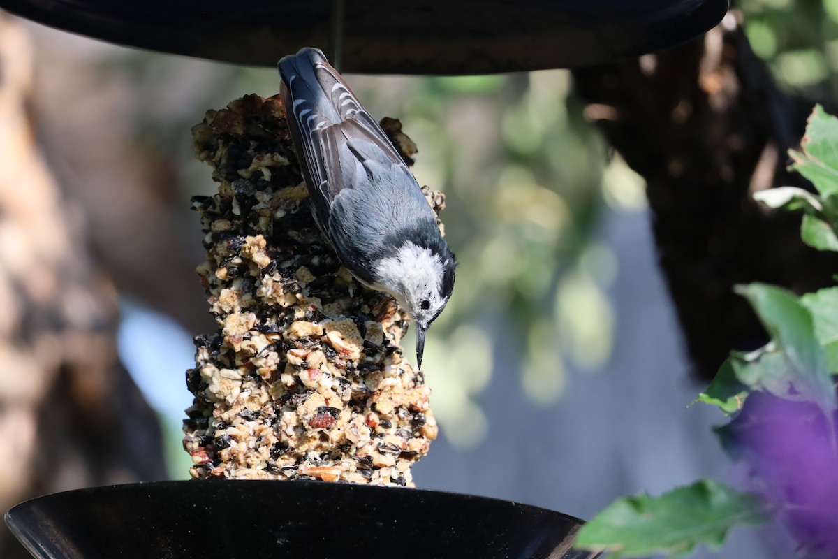 White-breasted Nuthatch - ML621519944