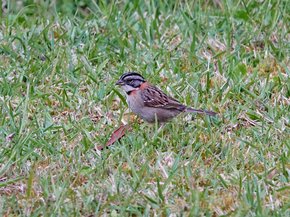 Rufous-collared Sparrow - ML621519945