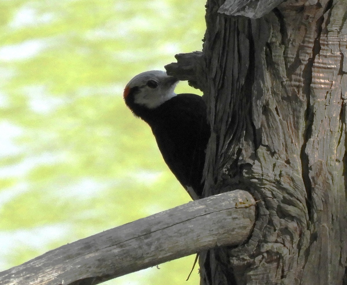 White-headed Woodpecker - ML621519958