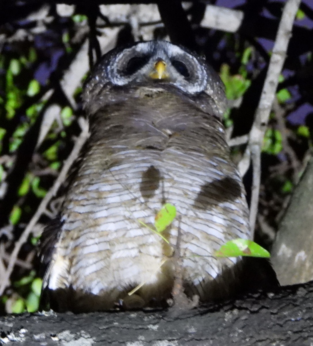 African Wood-Owl - ML621519963