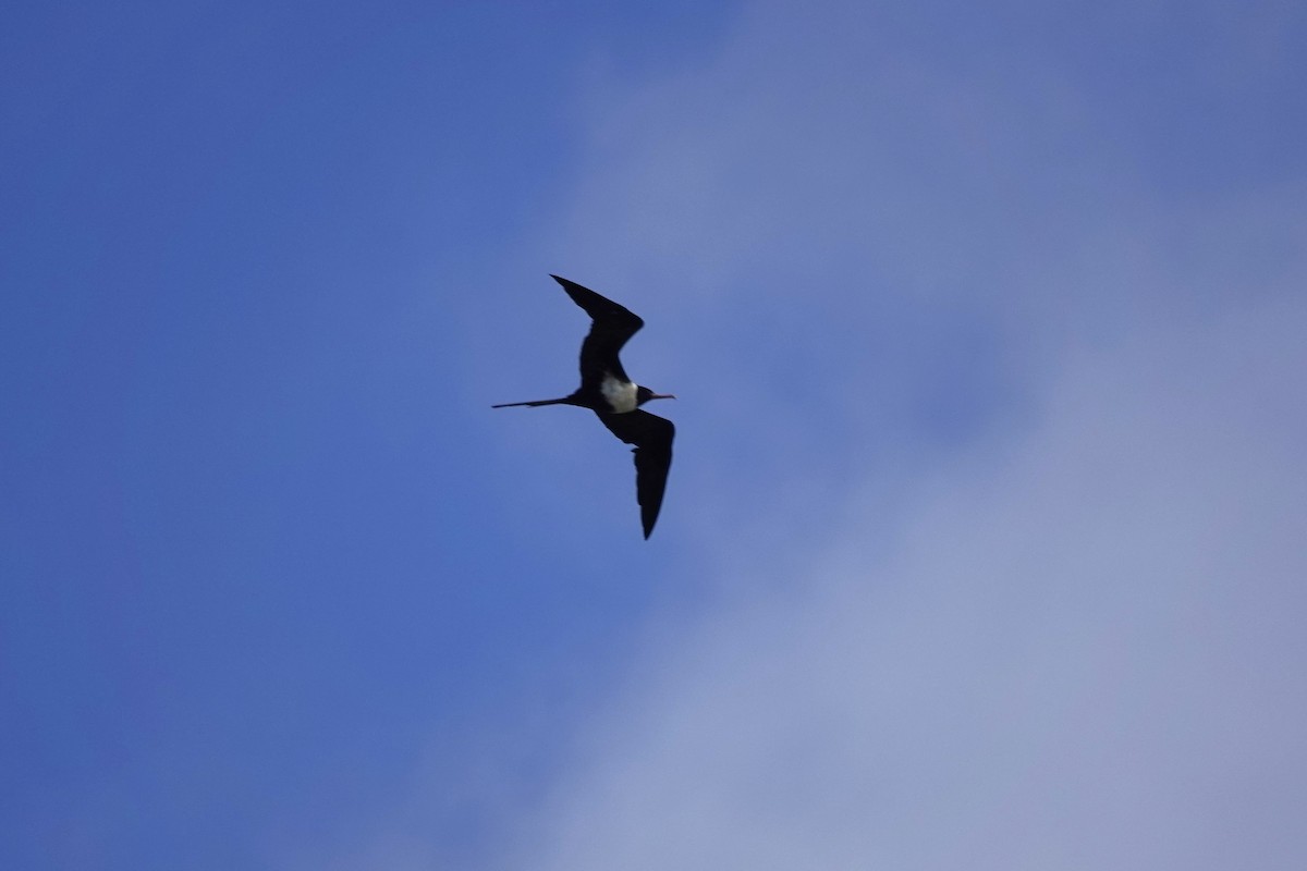 Lesser Frigatebird - ML621519969