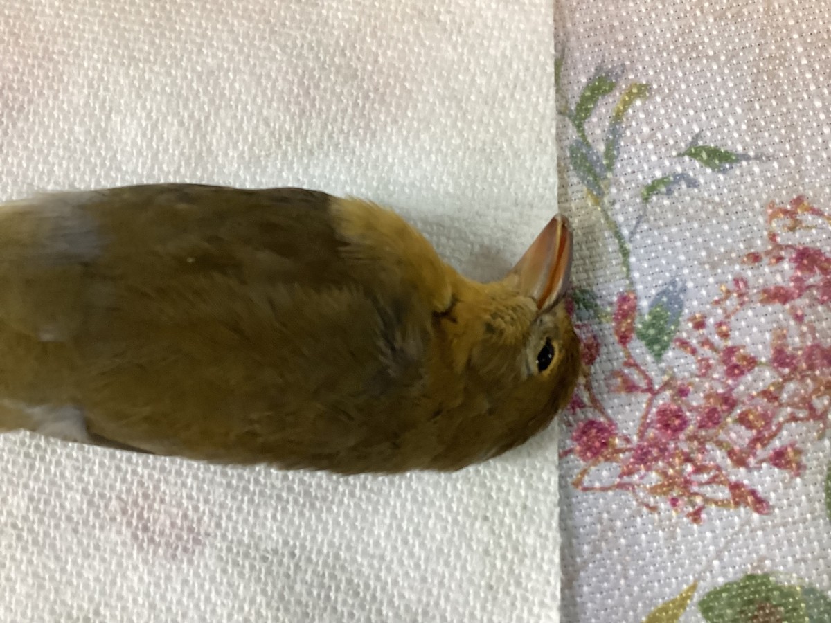 Summer Tanager - ML621519982