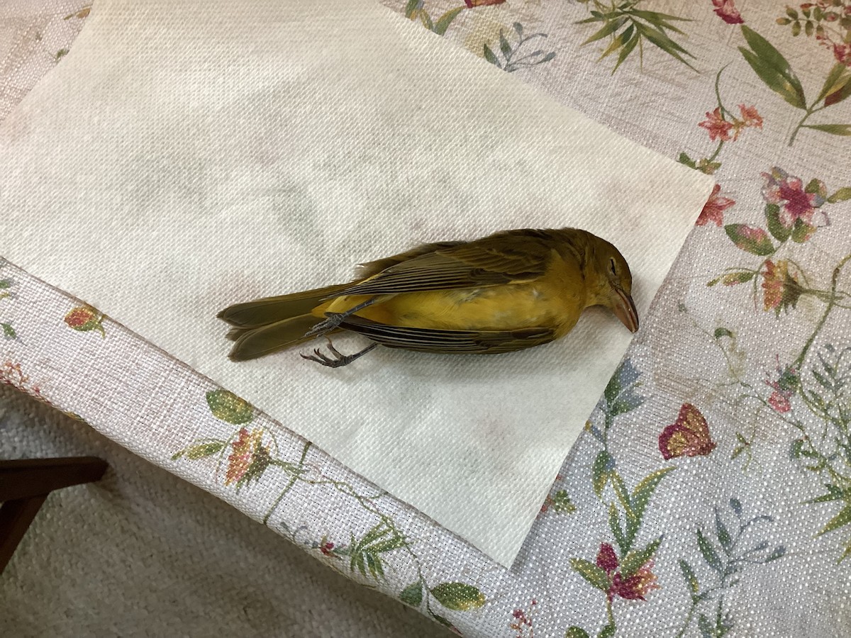 Summer Tanager - ML621519983