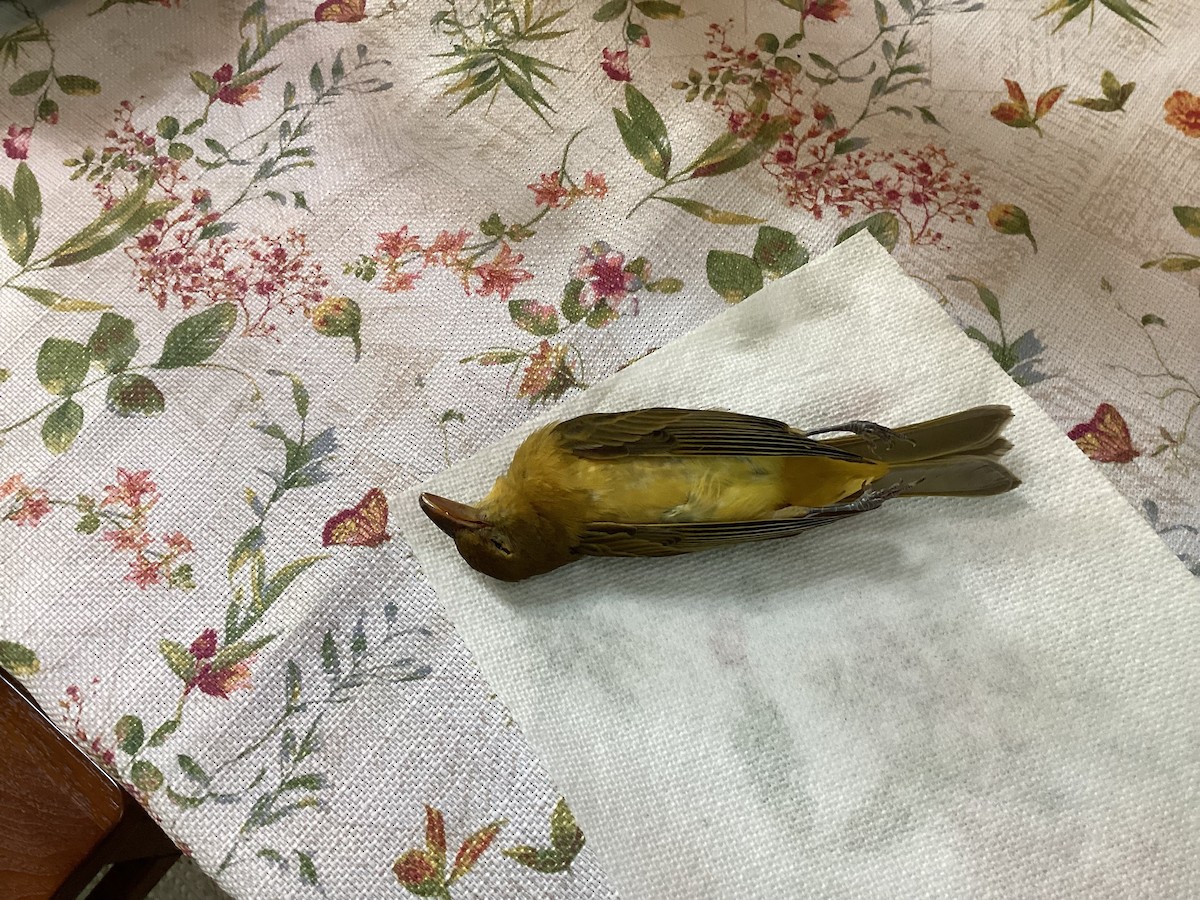 Summer Tanager - ML621519984