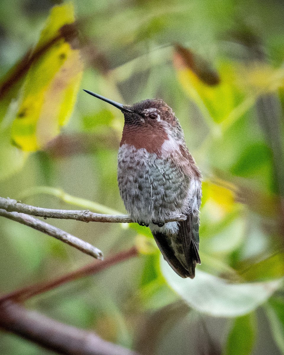Anna's Hummingbird - ML621520005