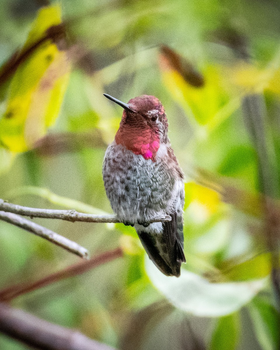 Anna's Hummingbird - ML621520014
