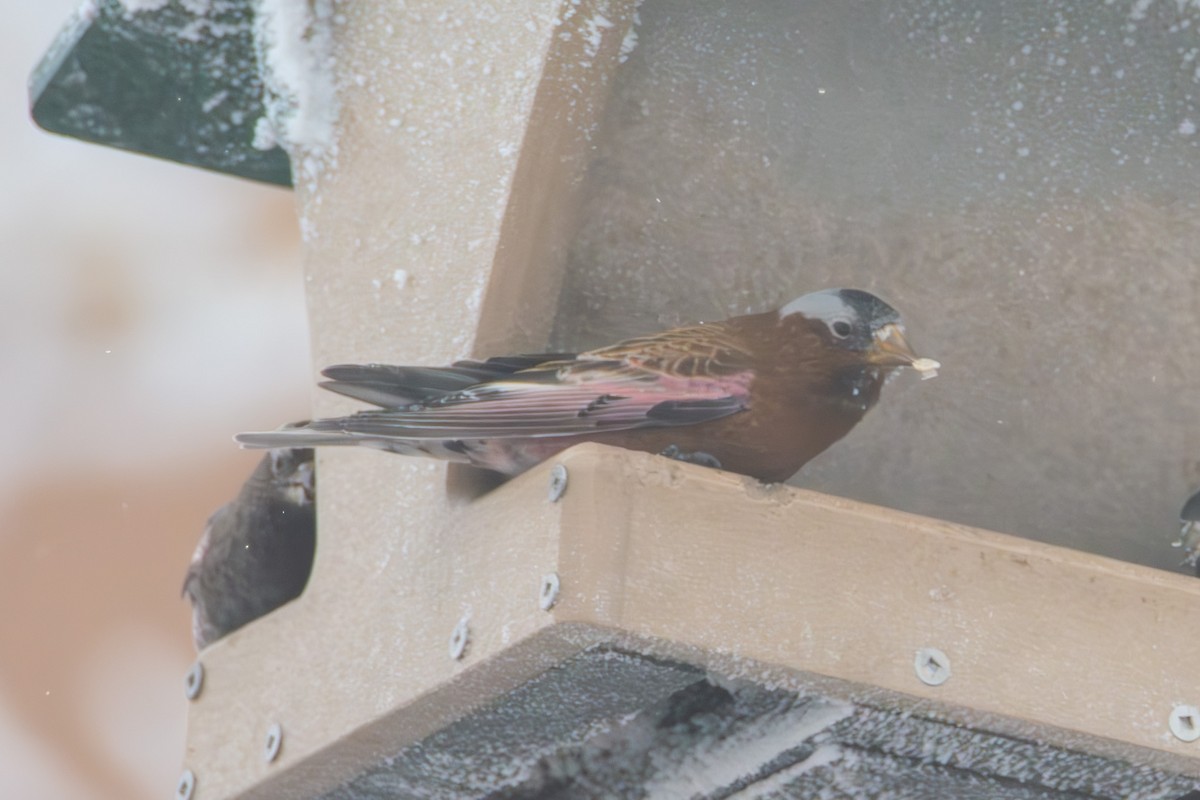 Gray-crowned Rosy-Finch - ML621520022