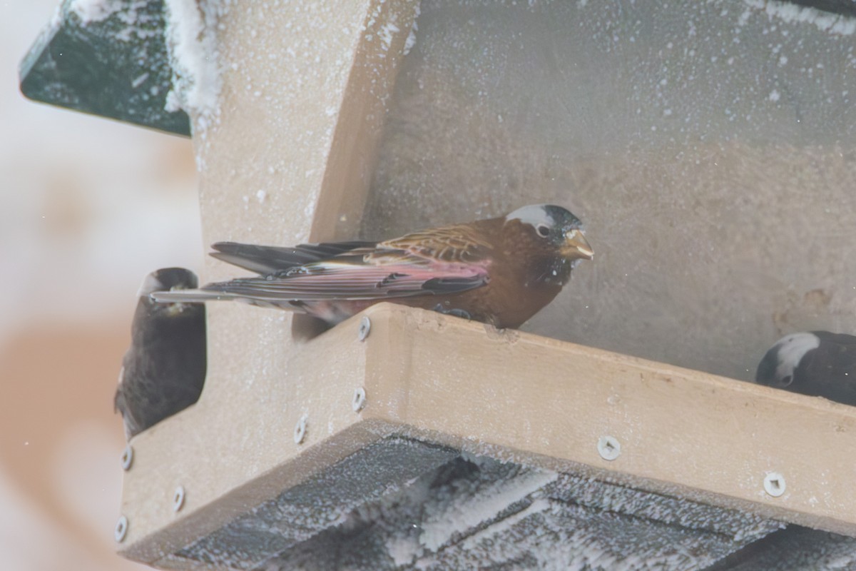 Gray-crowned Rosy-Finch - ML621520023