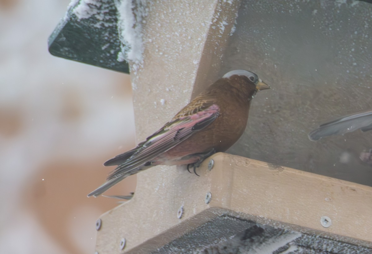 Gray-crowned Rosy-Finch - ML621520024