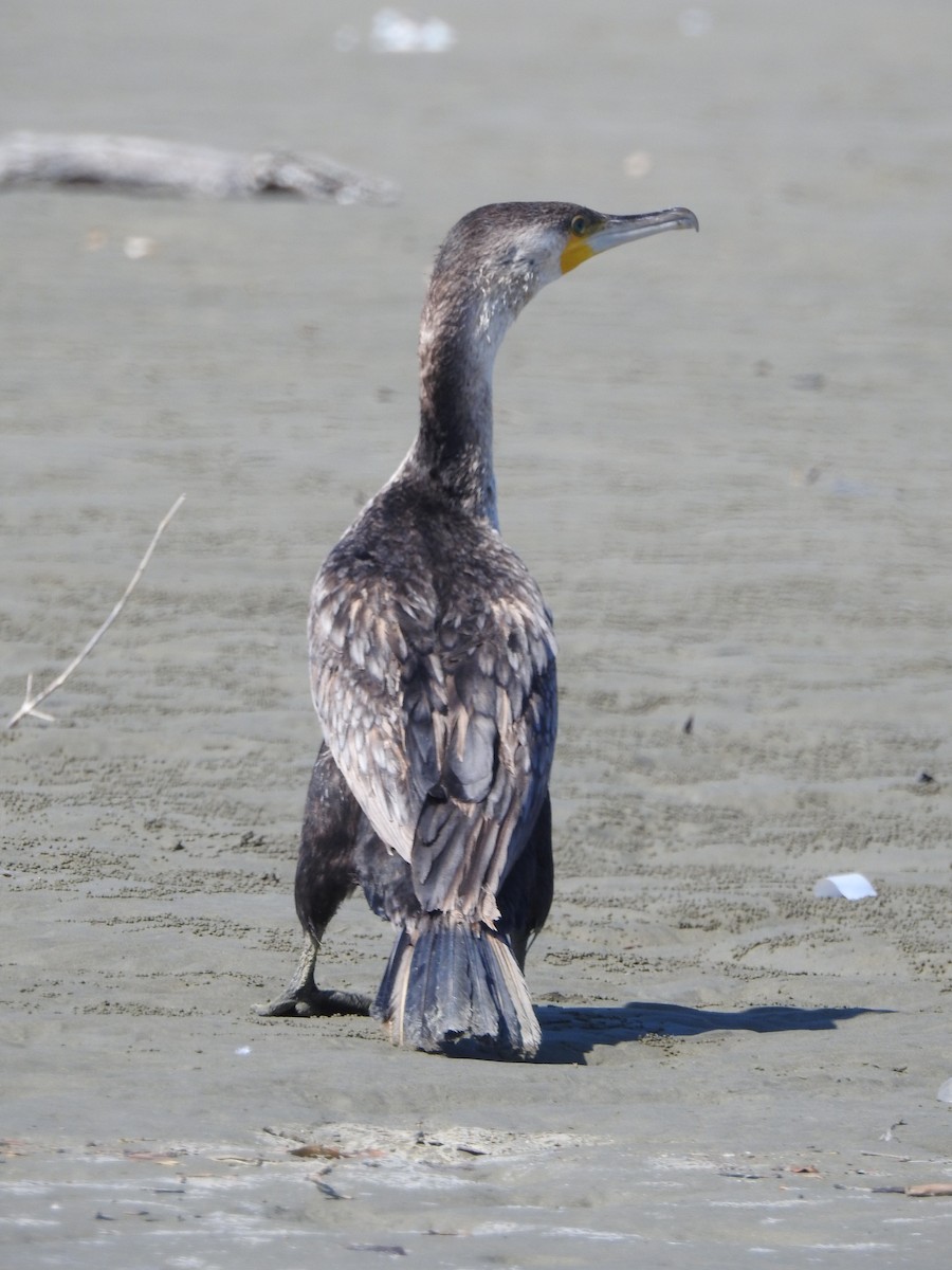 Kormoran - ML621520034