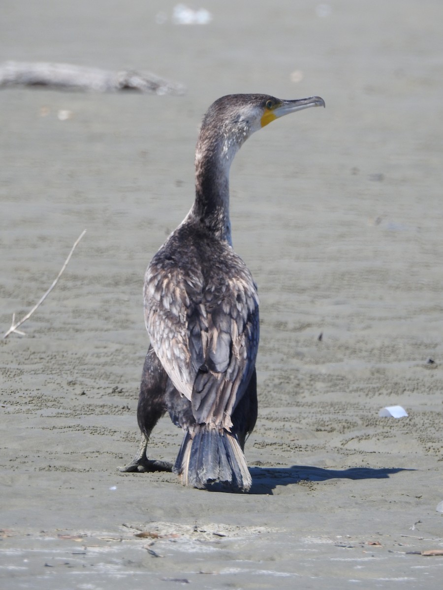 Great Cormorant - Mohammad Fallah