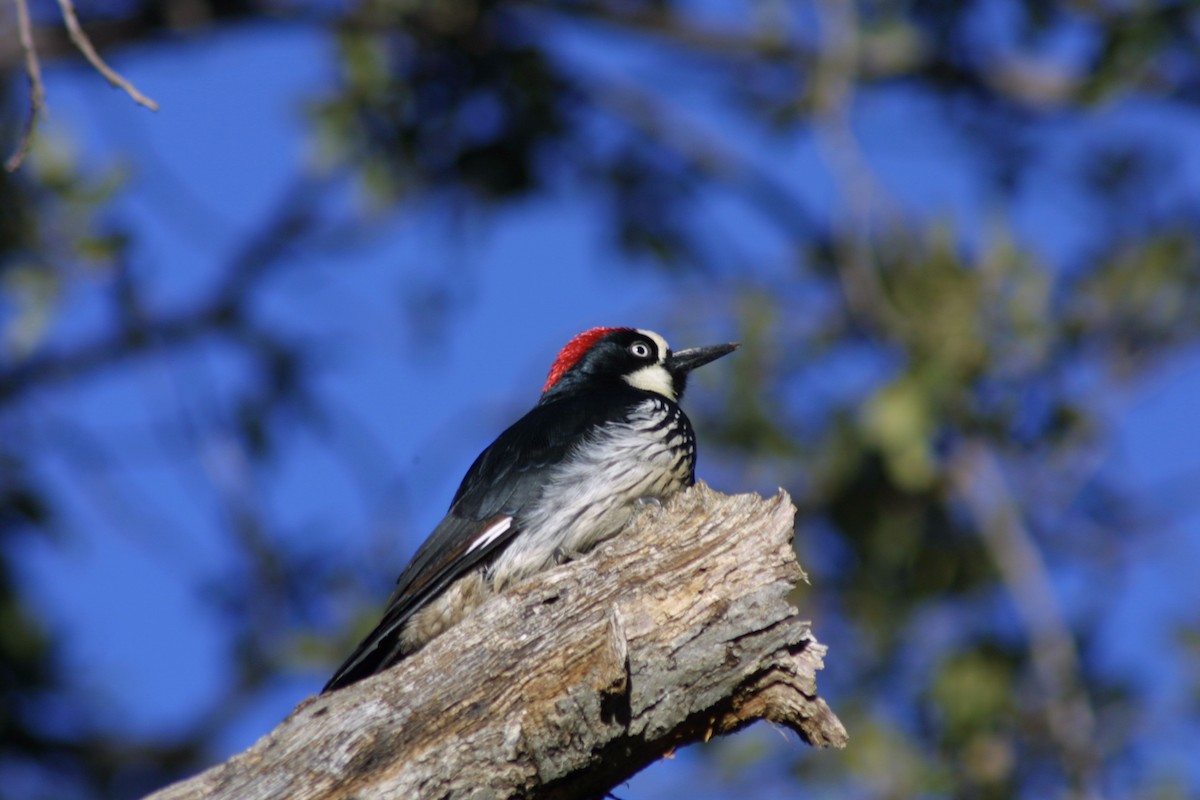 Acorn Woodpecker - ML621520052